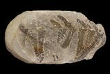 Pecopteris Fern Fossil (Pos/Neg) - Mazon Creek #87707-1